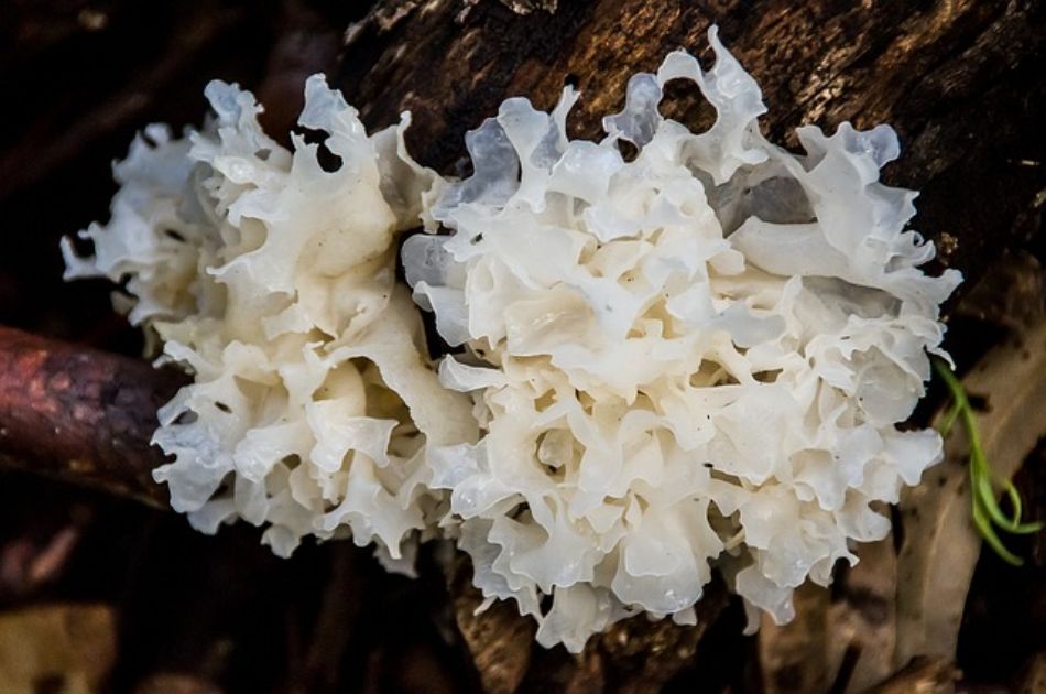 Tremella fuciformis (Fungo neve) – caratteristiche, specie, morfologia, habitat, proprietà, usi